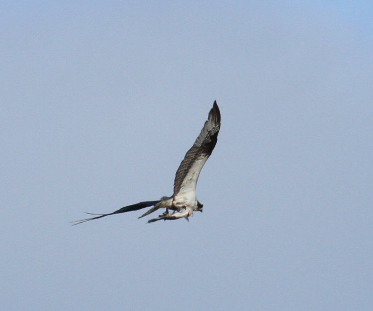 osprey Pandion haliaetus with captured catfish