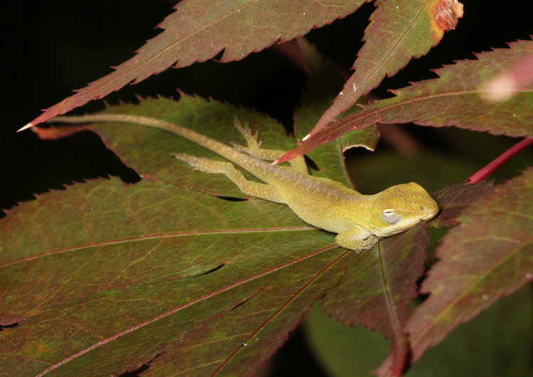 newborn Carolina anole Anolis carolinensis sleeping once again on Japanese maple leaf