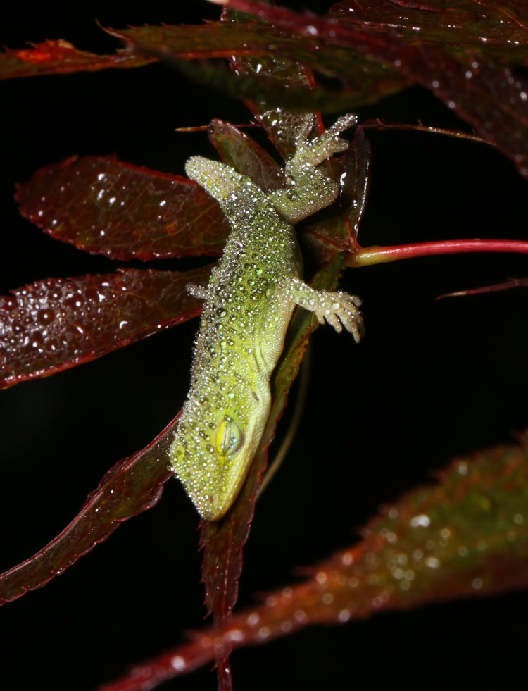 newborn Carolina anole Anolis carolinensis sleeping on Japanese ample leaf during misty rain