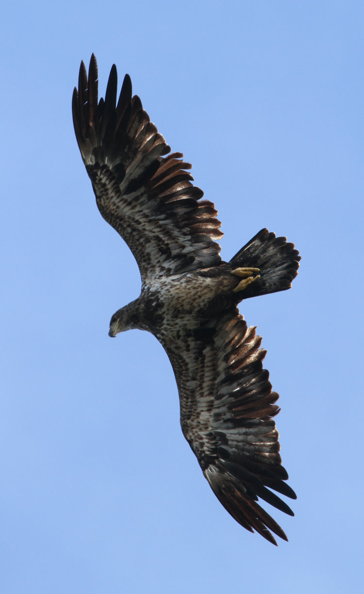 second year juvenile bald eagle Haliaeetus leucocephalus in spread eagle shot overhead