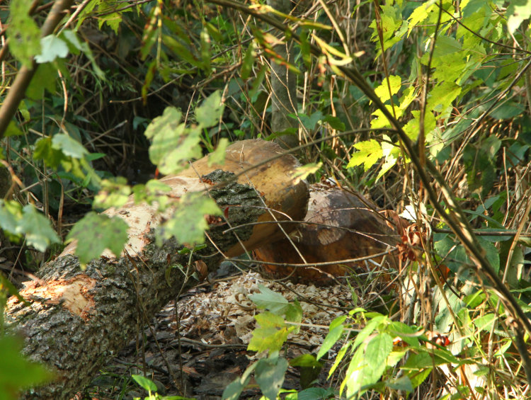 beaver evidence at base of fallen tree, Mason Farm