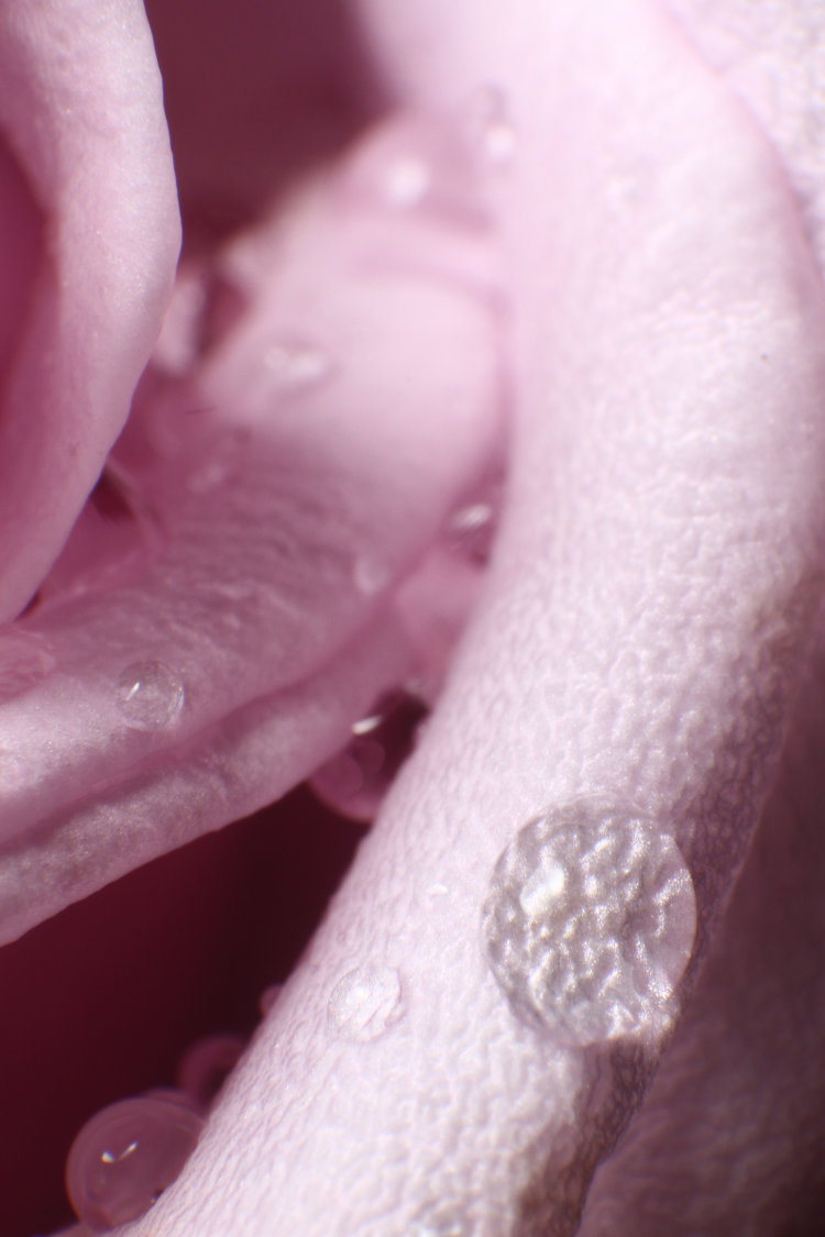 raindrop acting as lens on rose petal