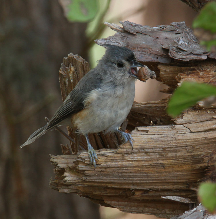 tufted titmouse Baeolophus bicolor with acorn almost too large to handle