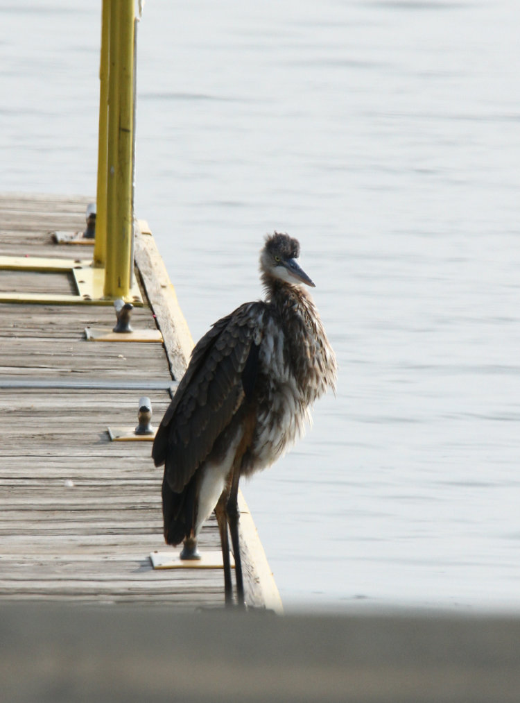 juvenile great blue heron Ardea herodias herodias preening on dock