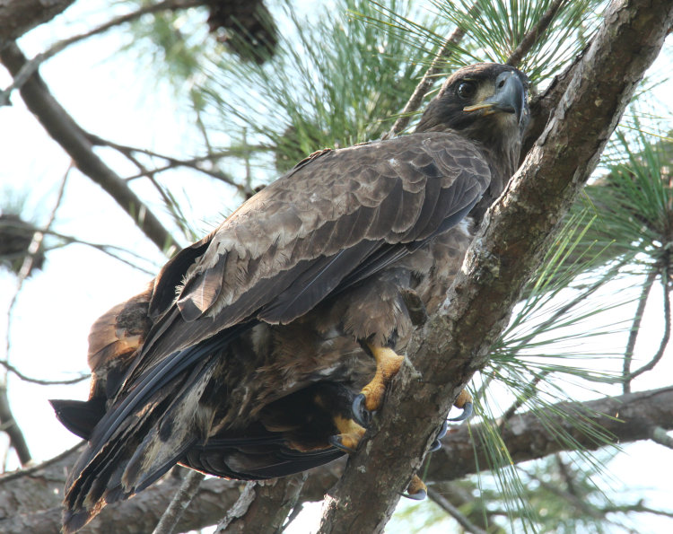 second-year bald eagle Haliaeetus leucocephalus perched high in pine tree