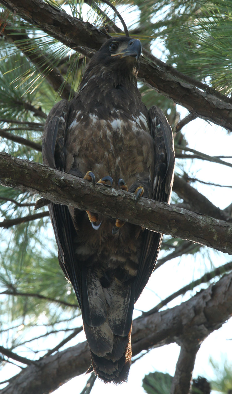 second-year bald eagle Haliaeetus leucocephalus giving regal pose in pine tree