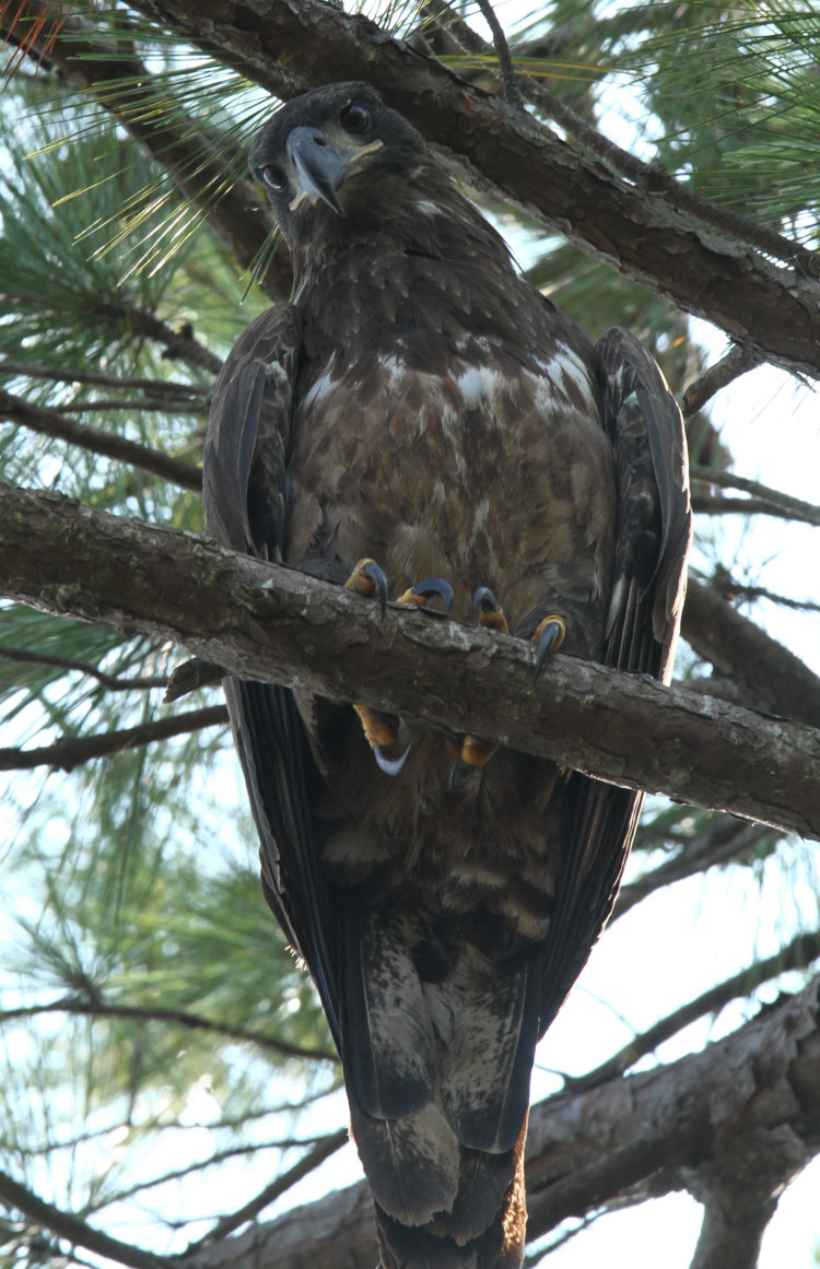 second-year bald eagle Haliaeetus leucocephalus wondering just what the photographer below is up to