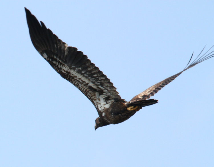 second-year bald eagle Haliaeetus leucocephalus flying off without apparent concern