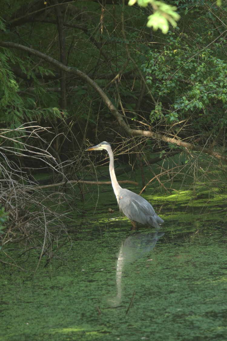 great blue heron Ardea herodias in pond at Walkabout Estates