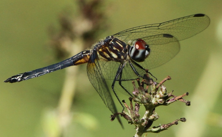 likely juvenile blue dasher dragonfly Pachydiplax longipennis on butterfly bush Buddleja davidii