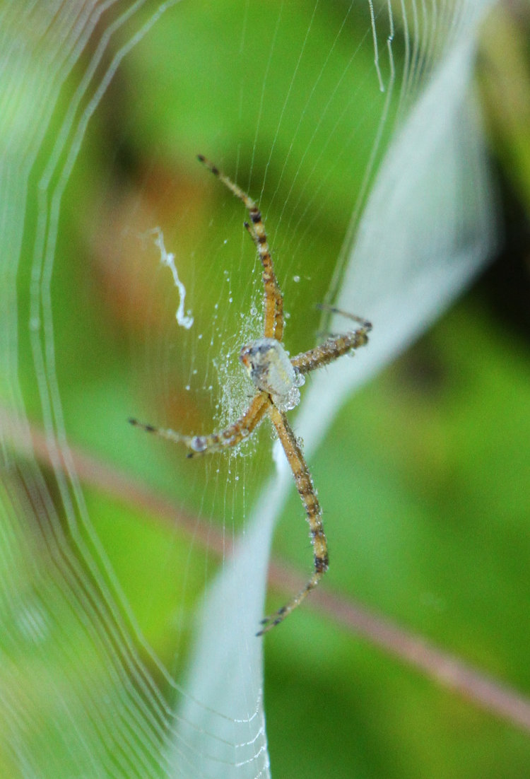 potentially an immature banded argiope Argiope trifasciata covered in dew in web at sunrise, Mason Farm