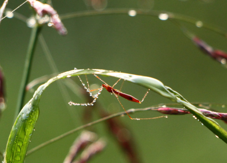 possible rice bug Stenocoris covered in dew on hanging weed in Mason Farm