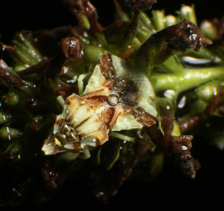 jagged ambush bug Phymata in final instar and more camouflaged against dead flowers of butterfly bush Buddleja davidii