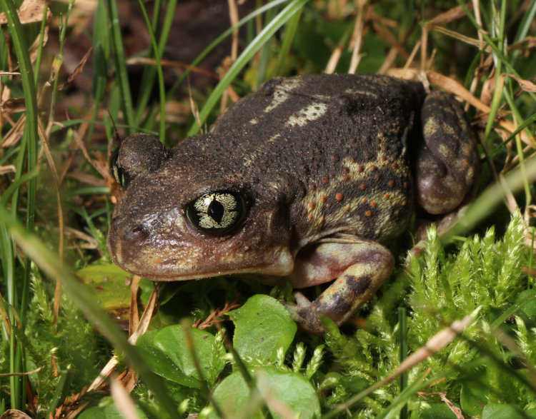 eastern spadefoot Scaphiopus holbrookii showing vertical slit pupils