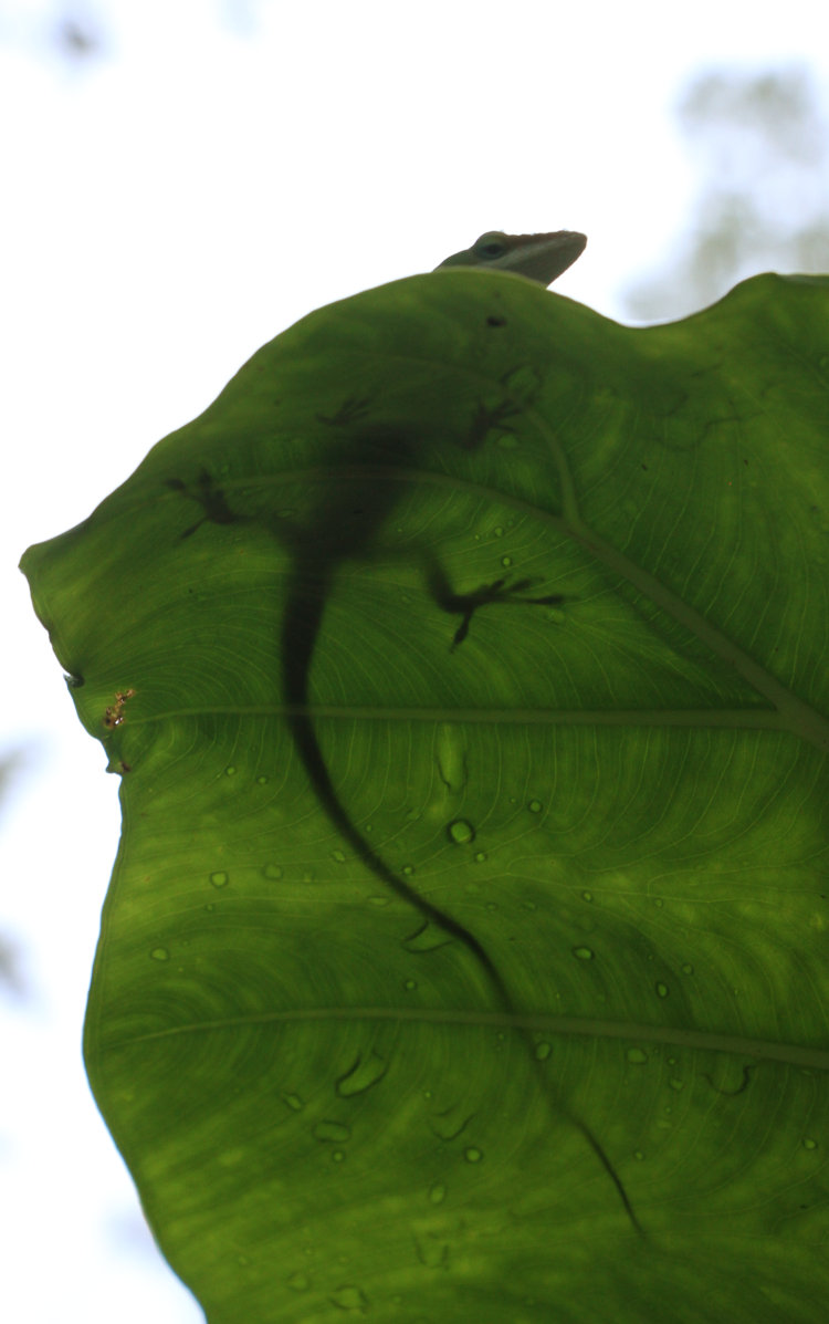 Carolina anole Anolis carolinensis perched on leaf of undetermined elephant ear, seen from below