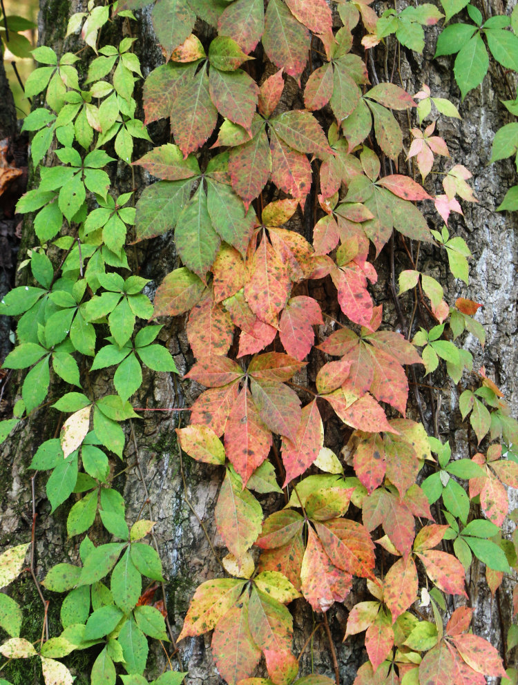 Virginia creeper Parthenocissus quinquefolia vines changing color for autumn