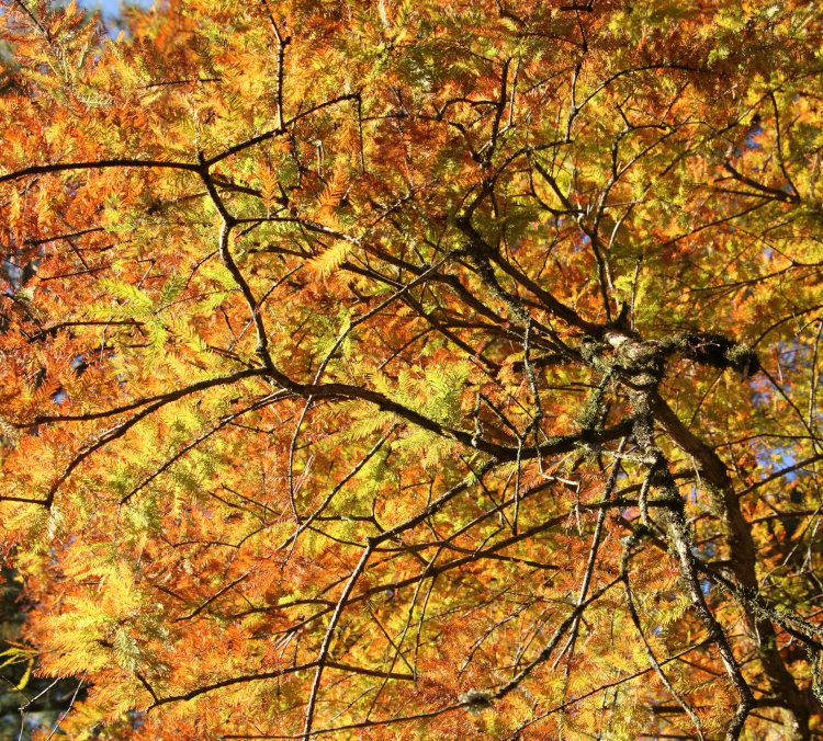 bald cypress Taxodium distichum turning bright orange in autumn, backlit overhead