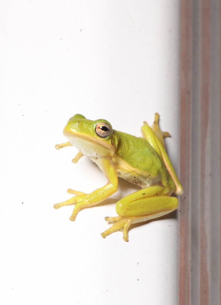 juvenile green treefrog Dryophytes cinereus perched on downspout