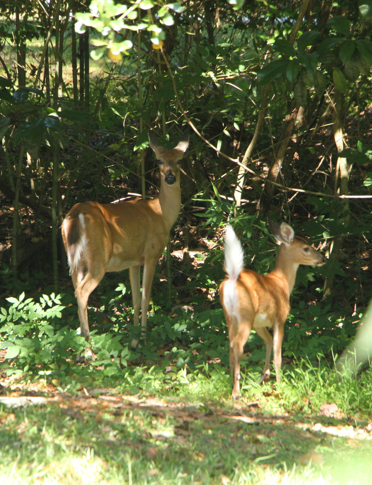 white-tailed deer Odocoileus virginianus  fawn flipping its tail in warning mode next to doe