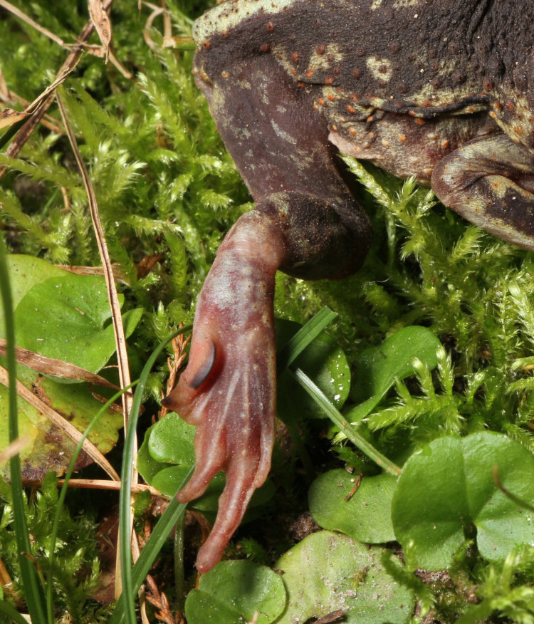 injured leg of eastern spadefoot Scaphiopus holbrookii, still showing dark ridge for digging that inspired the common name