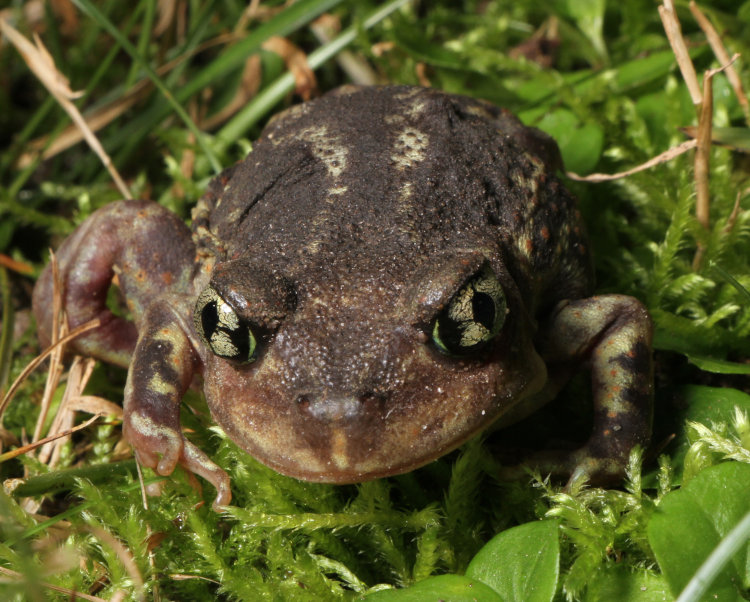 portrait view of eastern spadefoot Scaphiopus holbrookii showing almost-confusing eyes