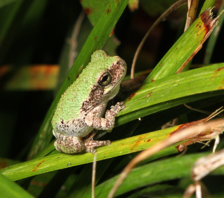 juvenile Copes grey treefrog Dryophytes chrysoscelis perched on liriope