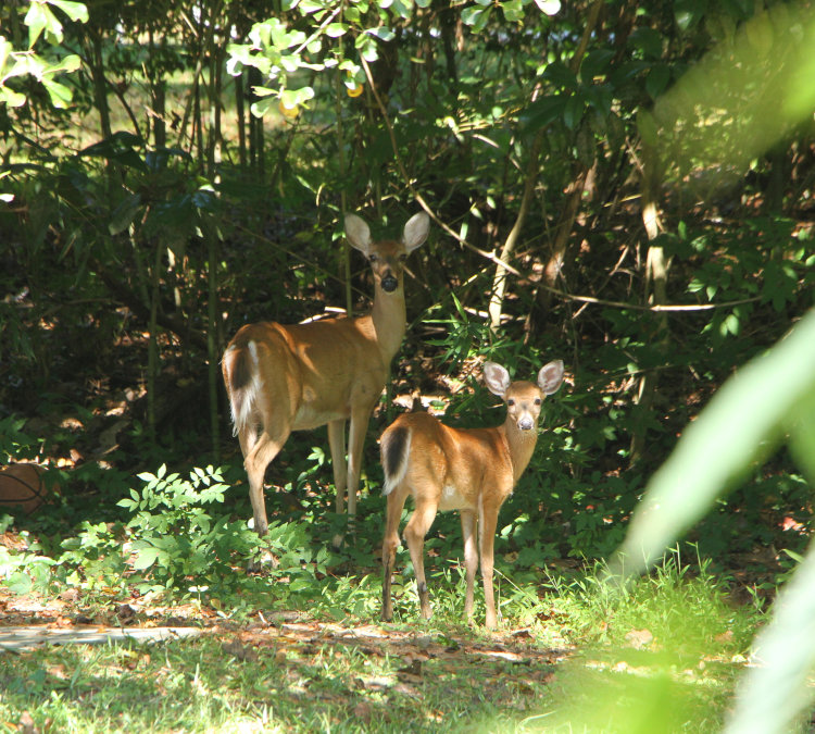 white-tailed deer Odocoileus virginianus doe and fawn watching photographer curiously