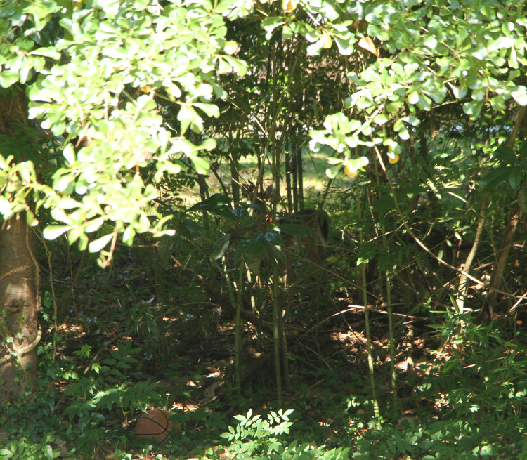 white-tailed deer Odocoileus virginianus fawn nearly obscured in foliage and shadow