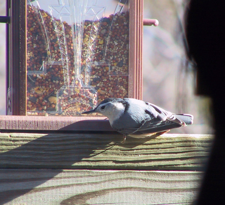 white-breasted nuthatch Sitta carolinensis perched sideways on bird feeder