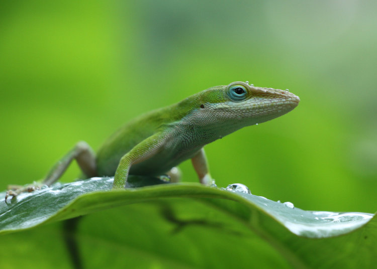 Carolina anole Anolis carolinensis perched on leaf of undetermined elephant ear