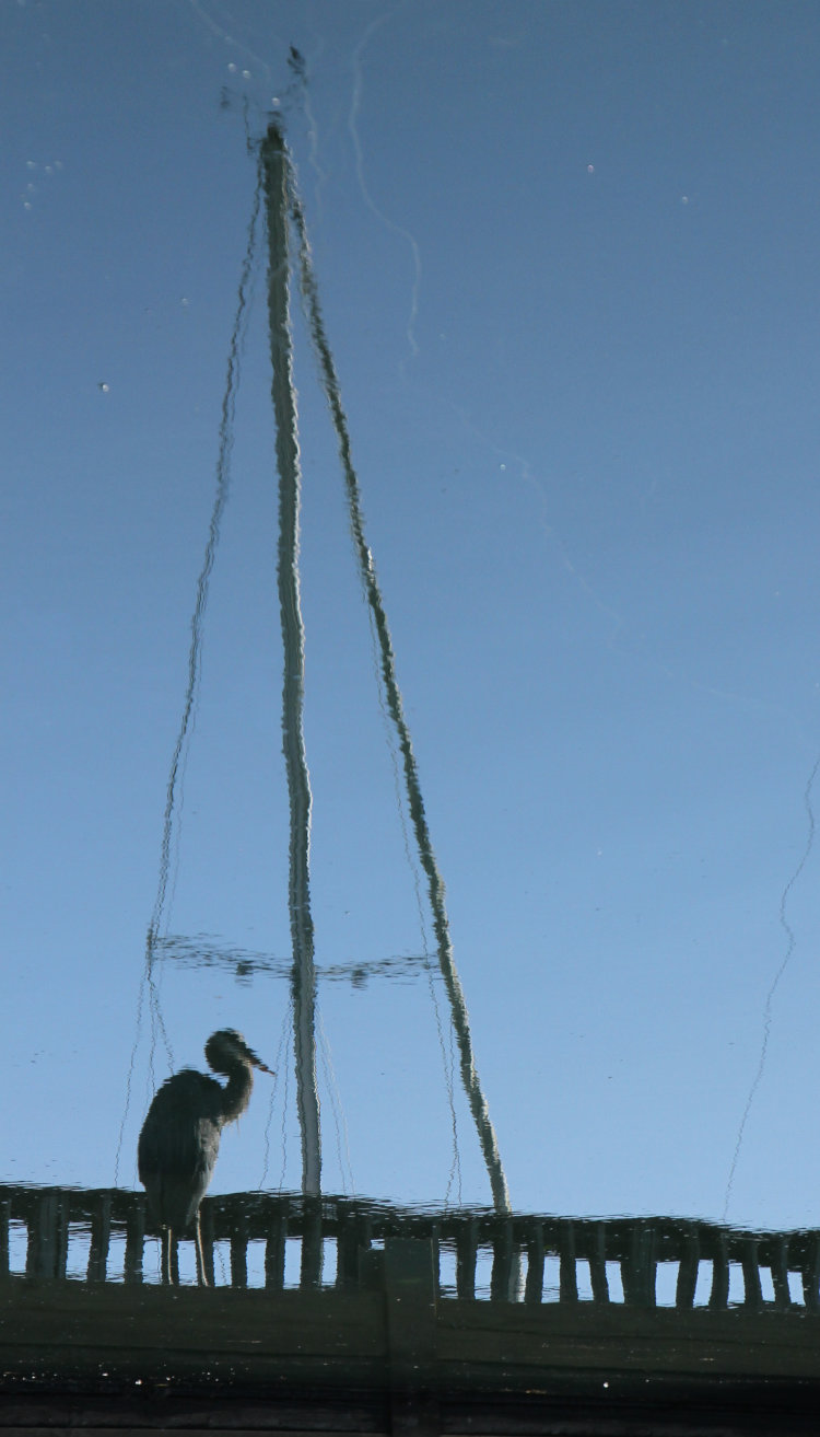 reflection of great blue heron Ardea herodias herodias in water alongside sailboat mast