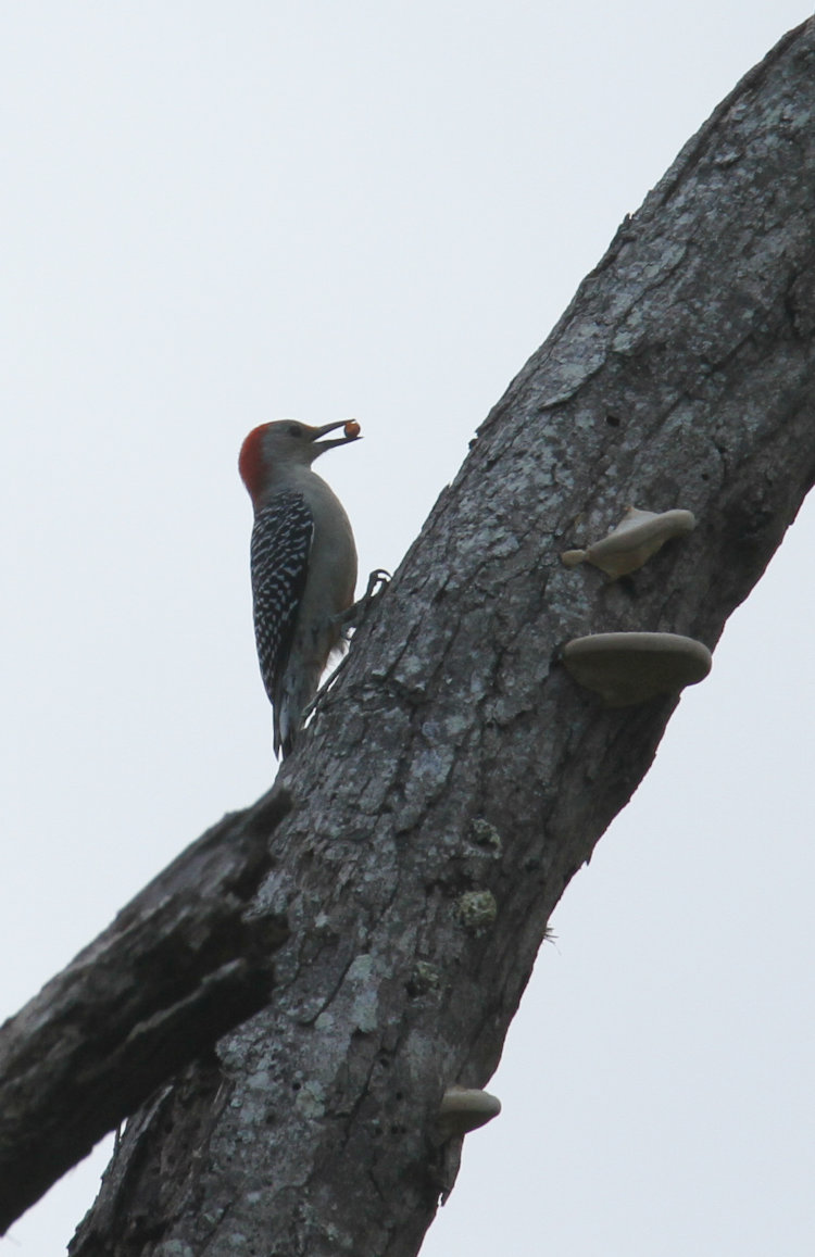 red-bellied woodpecker Melanerpes carolinus on dead tree with acorn