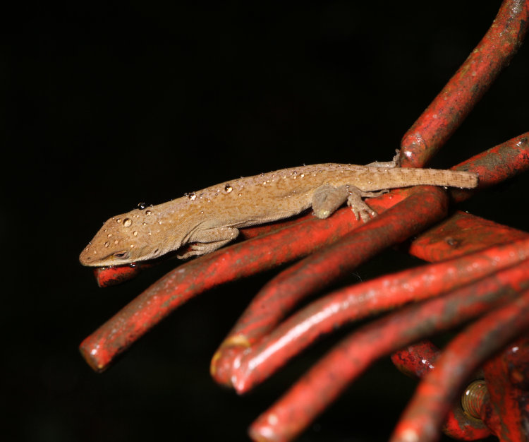 Carolina anole Anolis carolinensis showing truncated tail