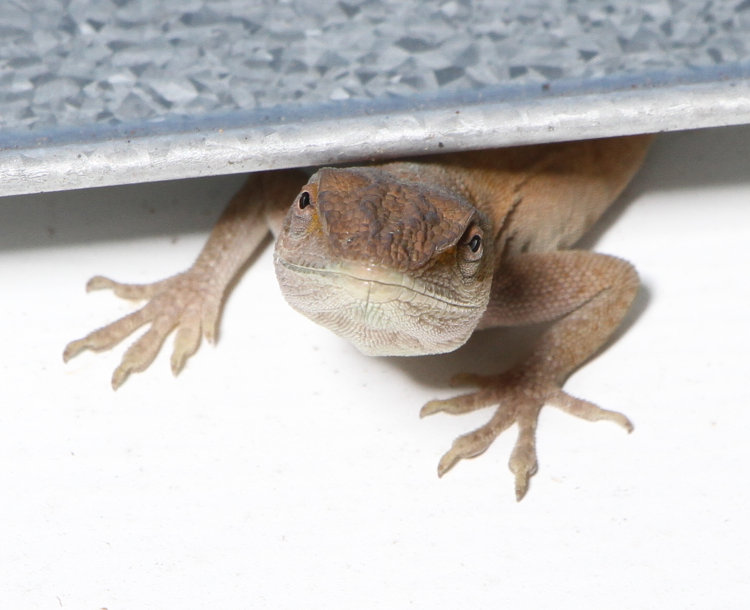 Carolina anole Anolis carolinensis looking down on author suspiciously