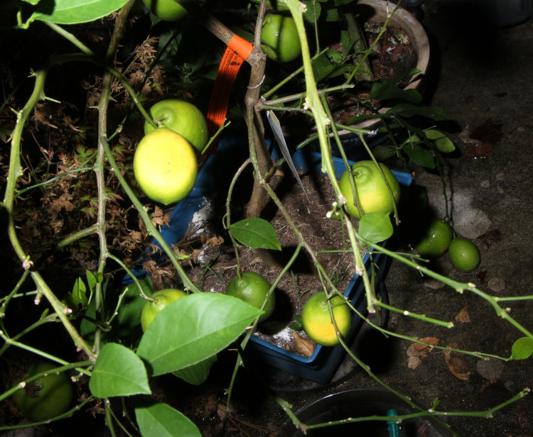 cluster of ripening lemons in greenhouse