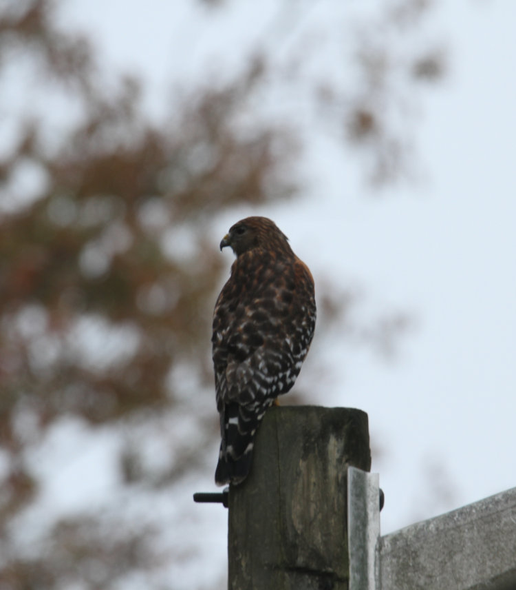 likely male red-shouldered hawk Buteo lineatus perched on light pole