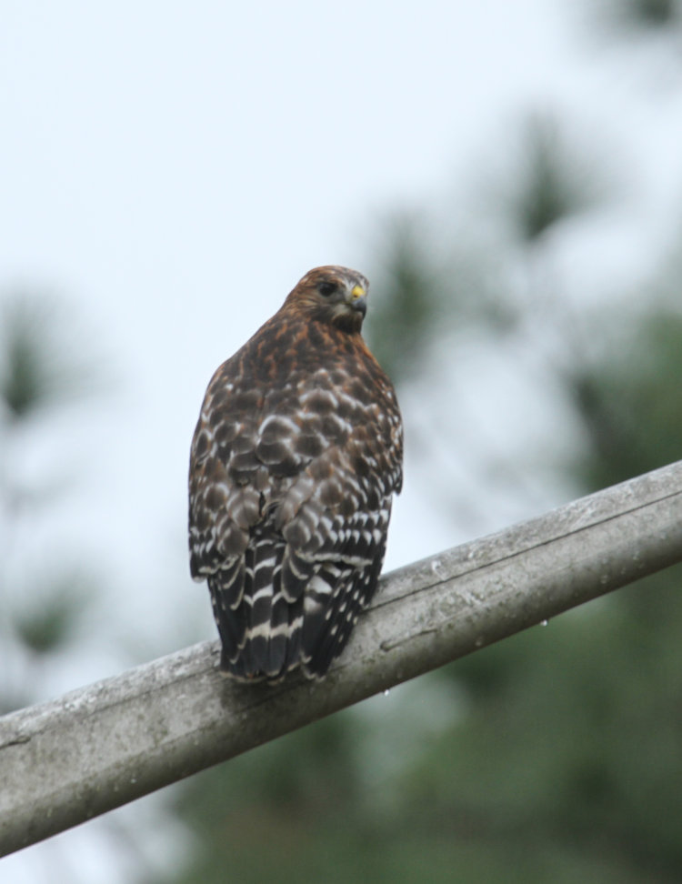 likely female red-shouldered hawk Buteo lineatus perched on light pole