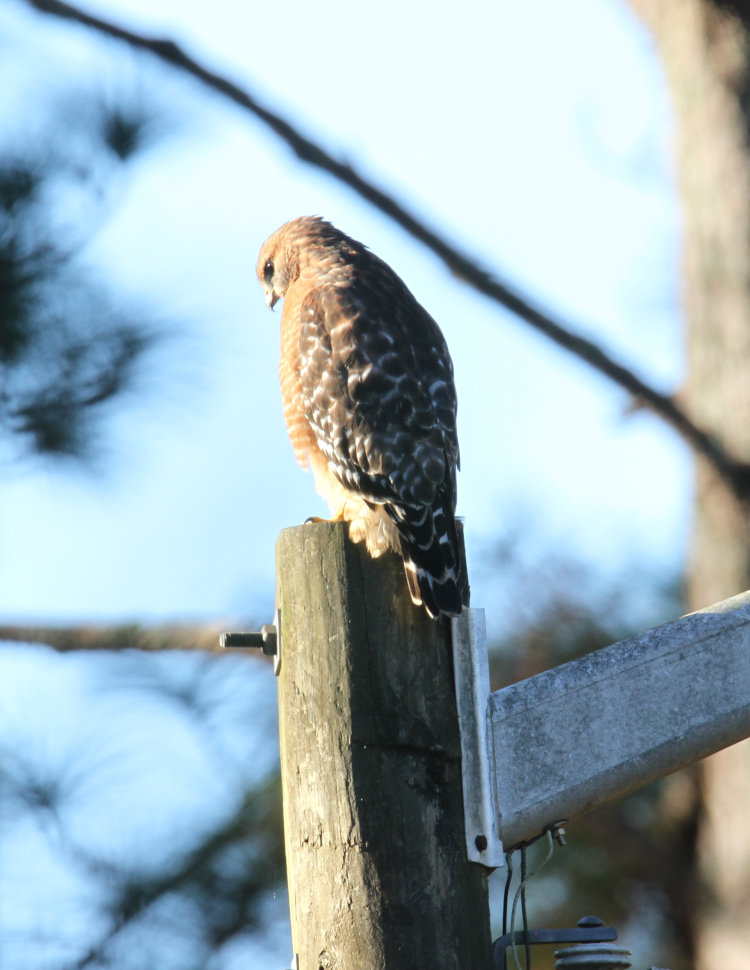 female red-shouldered hawk Buteo lineatus with catchlight in eyes