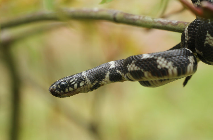 juvenile eastern kingsnake Lampropeltis getula perched in Japanese maple tree