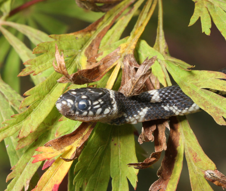 juvenile eastern kingsnake Lampropeltis getula showing faintly cloudy eye from impending molt