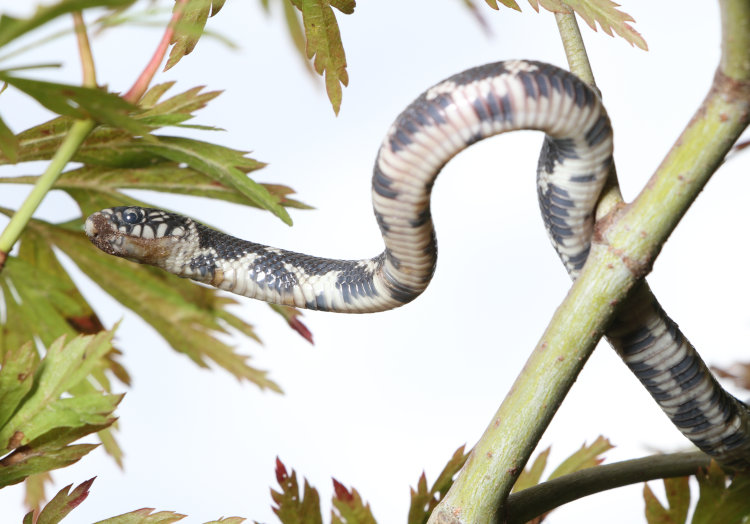 underside of juvenile eastern kingsnake Lampropeltis getula in miniature Japanese maple tree