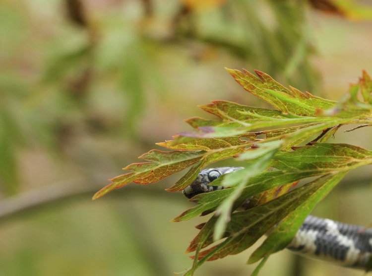 juvenile eastern kingsnake Lampropeltis getula just peeking past Japanese maple leaf