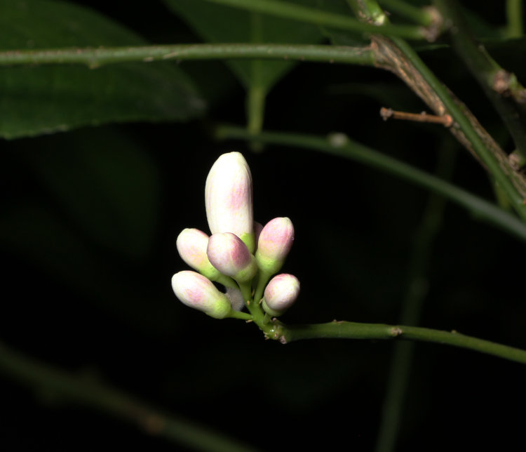 almost-ready blossoms of lemon tree