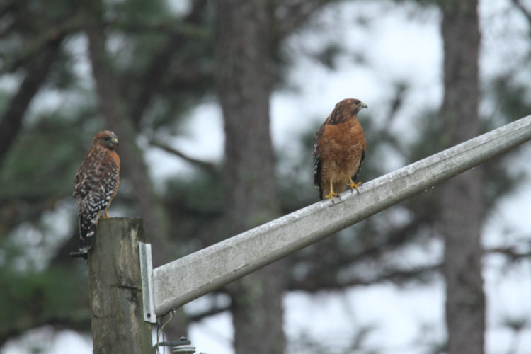 pair of red-shouldered hawks Buteo lineatus perched on light pole