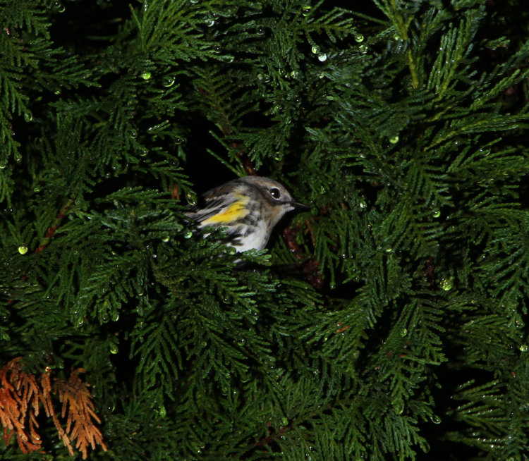 unidentified small bird roosting in Leyland cypress Cupressocyparis leylandii 