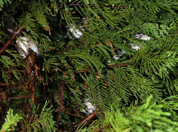 four unidentified small birds roosting in Leyland cypress Cupressocyparis leylandii 