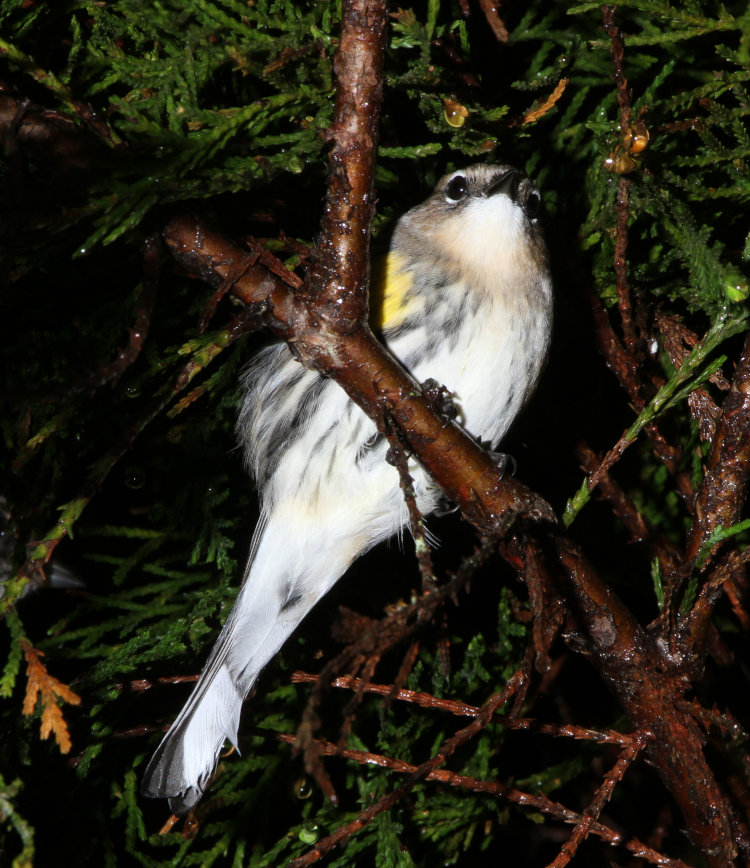 unidentified small bird roosting in Leyland cypress Cupressocyparis leylandii 