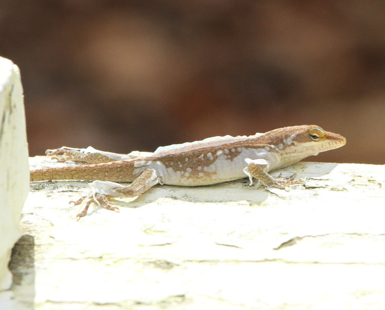 Carolina anole Anolis carolinensis in mid-molt, looking flaky and diseased