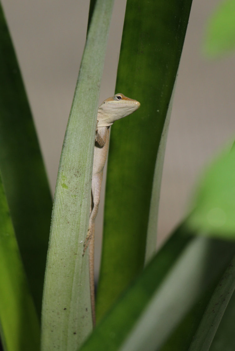 Carolina anole Anolis carolinensis perched on pineapple plant within greenhouse