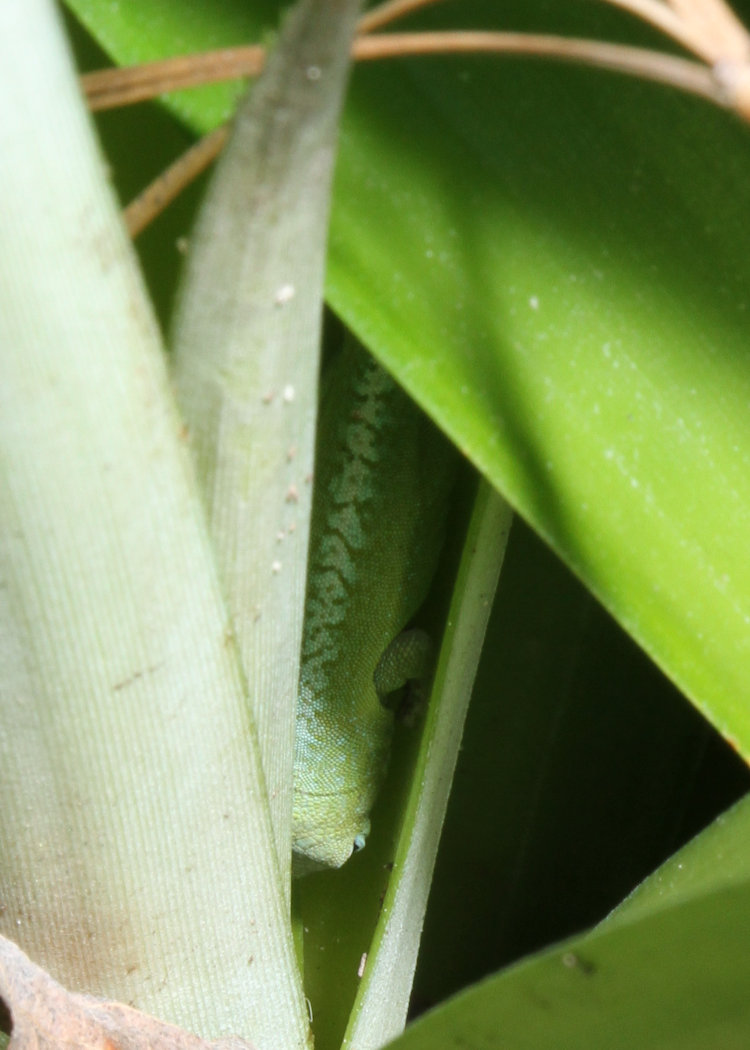 Carolina anole Anolis carolinensis tucked into pineapple plant in greenhouse